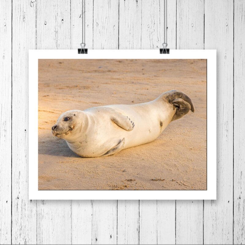 Cute Baby Seal